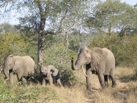 Elefantenfamilie im Krüger Nationalpark.