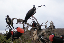 Fregattvögel auf der Isla de la Plata