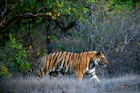 Indien Safari Rundreise, 18 Tage