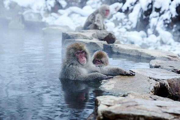 Winterreise Japan, 16 Tage