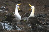 Galapagos, Blaufußtölpel