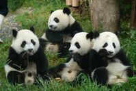 Riesenpanda, Chengdu, Pandazucht-Station