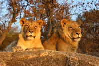 Tiger, Namibia, Naturpark, Gruppenreise mit Kindern