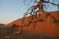 Das Dead Vlei in Namibia