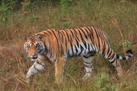 Indien Rajastan Tigeer