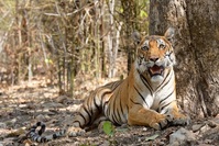 Indien Bengalischer Tiger Safarireise