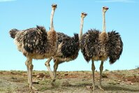 Straß. Südafrika, Natur, Family