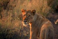 Safari. Nationalpark, Löwe, Natur
