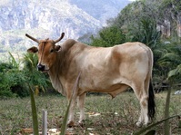 Viñales, Ochsen