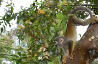 Dschungel, Ecuador mit Kindern