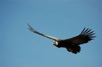 Condor