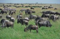 Gnus