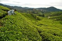 Teeplantage, Cameron Highlands, Malaysia