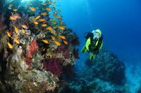 Unterwasserwelt, Rotes Meer, Rundreise Ägypten