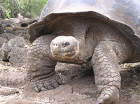 Ecuador Galápagos Riesenschildkröte