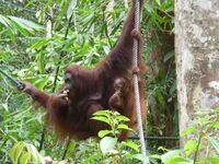 Malaysia Borneo Sabah Sepilok Orang Utan Rehabilitationszentrum