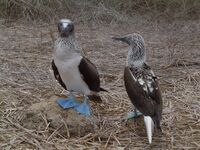 Galápagos, Isla Isabela, Blaufußtölpel