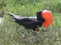 Galápagos, Fregattvogel, Fauna