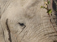 Namibia, Palwag, Damaraland, Wüstenelefant