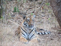 Indien Tigersafari Königstiger