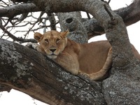 Eine Löwin hat es sich in der Krone eines Baumes gemütlich gemacht.