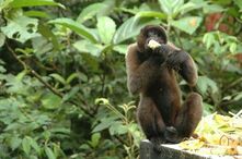 Ecuador, Dschungel-Lodge, Affe, Eco-Lodge