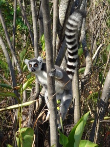 Madagaskar Lemur