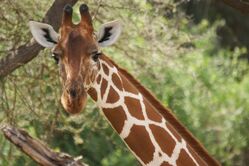 Eine Giraffe im Samburu Nationalpark Samburu Nationalpark, Giraffe, Kenia, kenia reisen