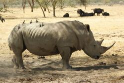 Nashorn am Lake Nakuru Nationalpark Lake Nakuru Nationalpark, Nashorn, Kenia, kenia reisen