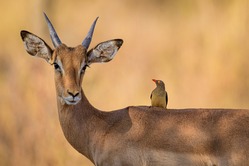 Tiere im Mlilwane Wildlife Sanctuary Mlilwane Wildlife Sanctuary, eswatini reise