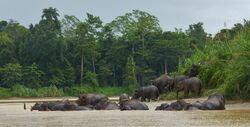 Malaysia, Borneo, Sabah, Bilit, Sukau, Kinabatangan, Borneo-Zwergelefanten, Kinabatangan
