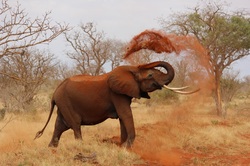 Elefant, Savanne, Südafrika 