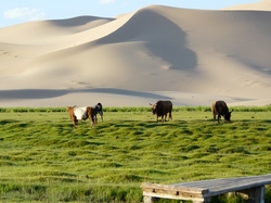 Dünen, grüne Landschaft, Khongoryn Els, Rundreise Mongolei