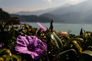 Sonne-Mond-See Eine lilane Blume im Vordergrund des Sonne.Mond-Sees