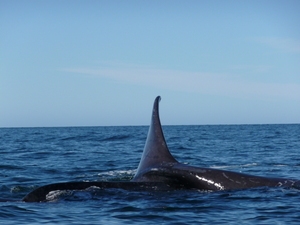 Puerto Madryn Wale in Puerto Madryn