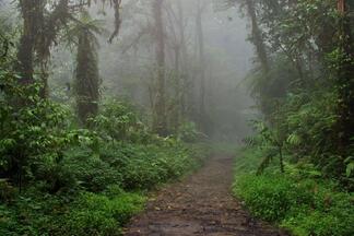 Ein Weg zwischen Bäumen, welcher von einer Nebelwand verdeckt wird