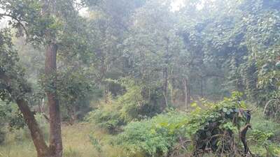 Tiger im Pench Nationalpark