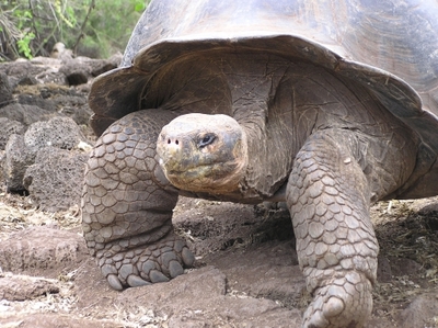 Ecuador & Galápagos mit Kindern, 15 Tage