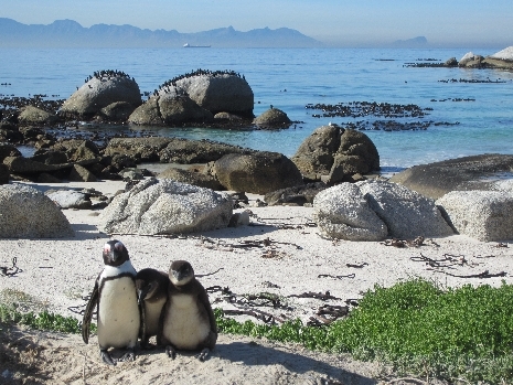 Pinguine am Boulders Beach