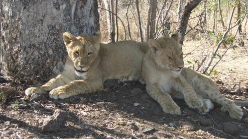 Im Krüger Nationalpark können wir uns auf die Suche nach den Big 5 machen. Südafrika, Krüger Nationalpark, Big Five, Löwen