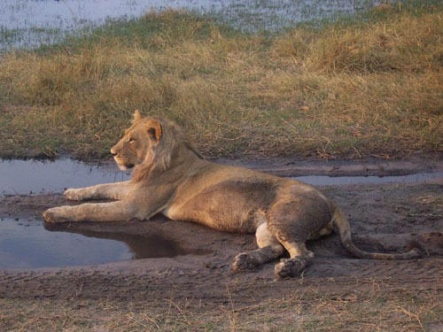 Löwe im Schlamm im Krüger Nationalpark Löwe, Krüger Nationalpark, Safari, Südafrika