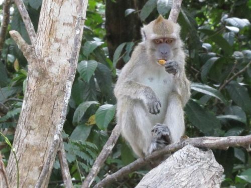 Malaysia Borneo Sabah Sukau Kinabatangan Fluss Makakk Bilit