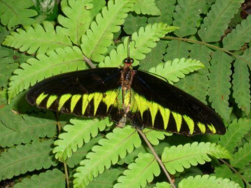 Der malaysische Nationalschmetterling, der Raja-Brooke-Falter. Raja Brooke Falter, Schmetterling, Malaysia