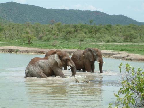 Elefanten im Pilanesberg Nationalpark Pilanesberg, Nationalpark, Elefanten, Natur, Safari, Südafrika
