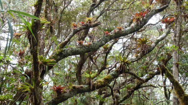 Genießt die außergewöhnliche und etwas mystische Atmosphäre im Nebelwald von Monteverde. Costa Rica,