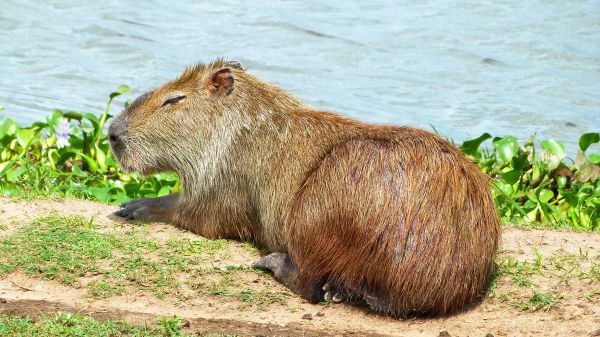 Capybara im Pantanal Capybara, Pantanal, Brasilien, brasilien reise