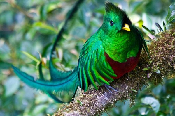Vogelparadies Costa Rica Vogelparadies Costa Rica