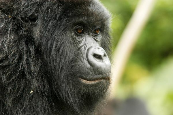 Wir folgen den Spuren der gutmütigen Tiere und haben die Möglichkeit die Berggorillas bei der Nahrungsaufnahme zu beobachten. Gorilla