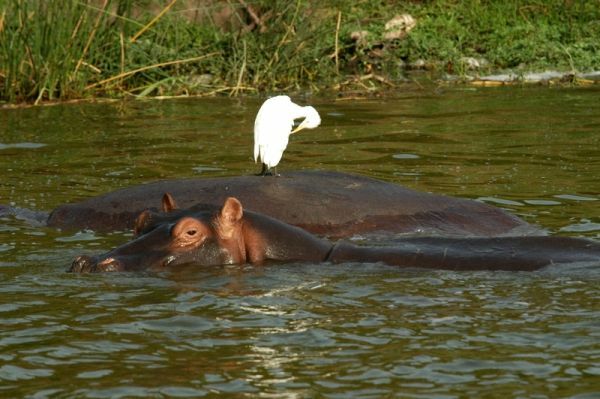 Nilpferd im Kazingakanal Kazinga Kanal