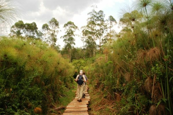 Kibale Forrest Nationalpark Kibale Forrest Nationalpark, Wald, Uganda, Wanderer, reisen uganda